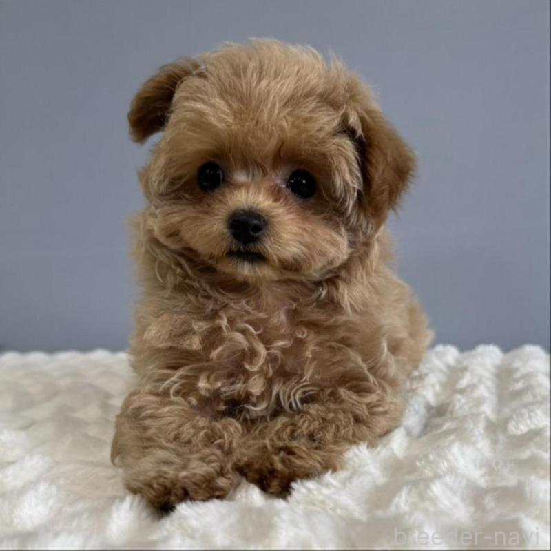 販売中の徳島県のマルプー:マルチーズ×トイプードル-444144の3枚目