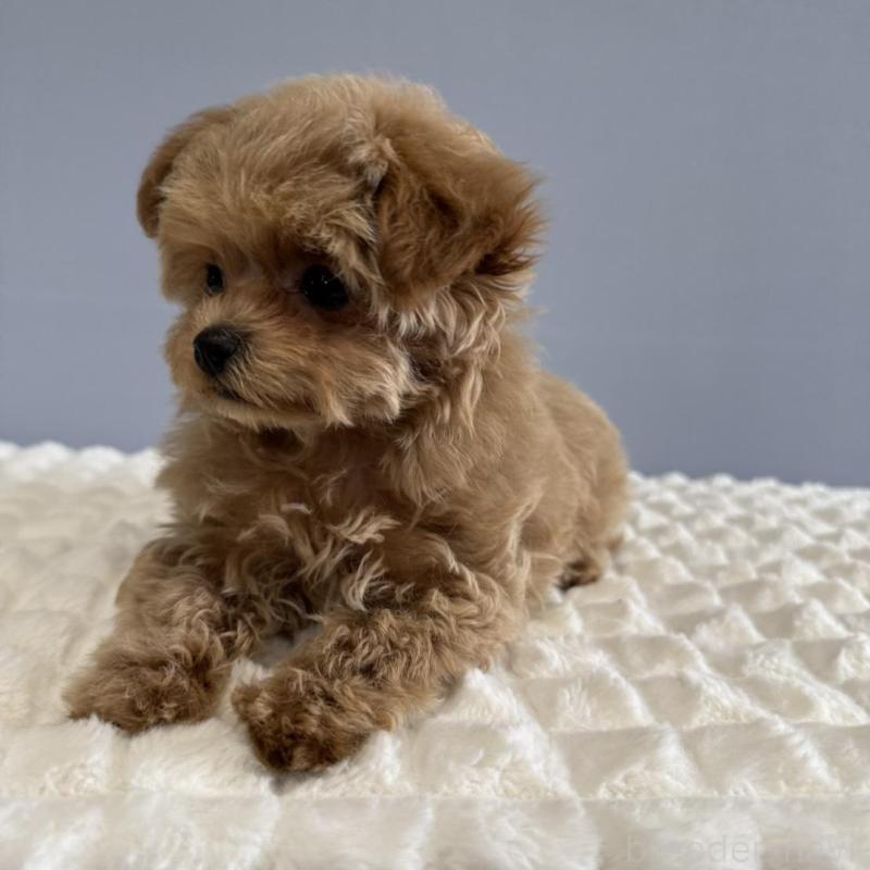 販売中の徳島県のマルプー:マルチーズ×トイプードル-444144の2枚目