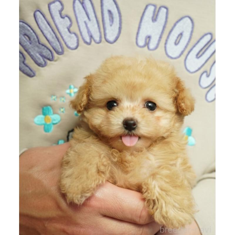 販売中の三重県のティーカッププードル-444146の3枚目