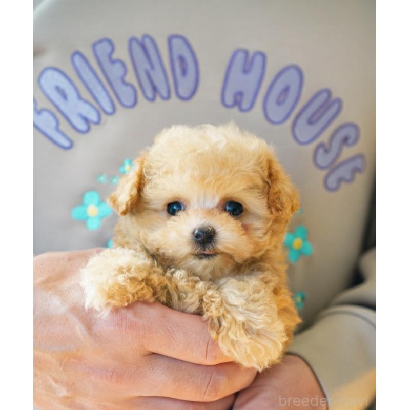 販売中の三重県のティーカッププードル-444146の2枚目