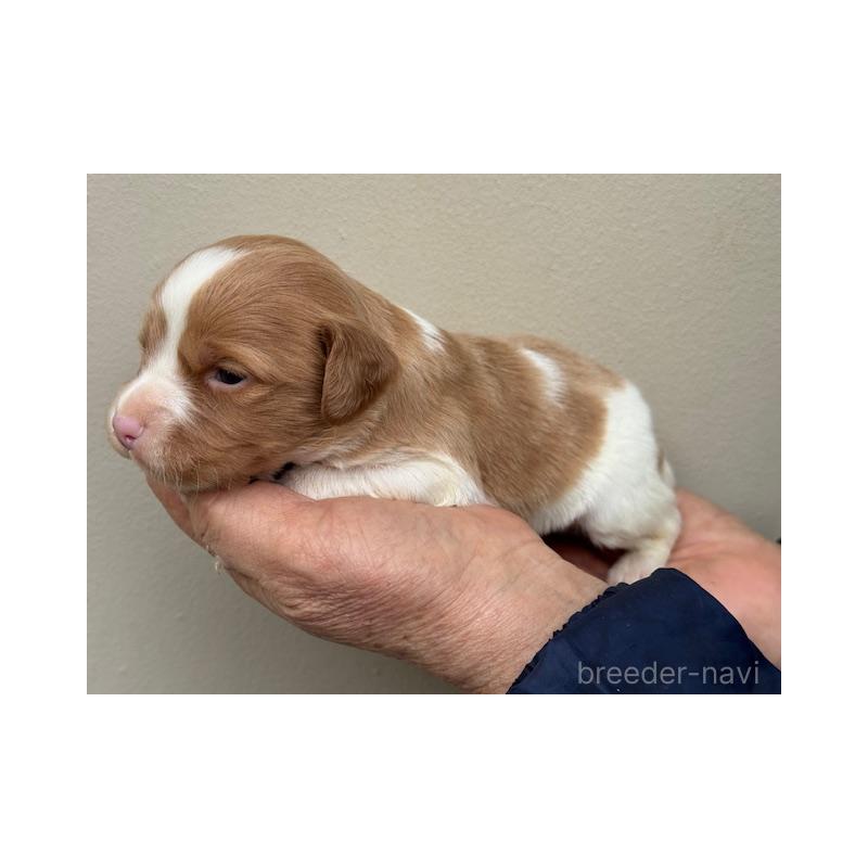 販売中の滋賀県のブリタニースパニエル-444147の4枚目