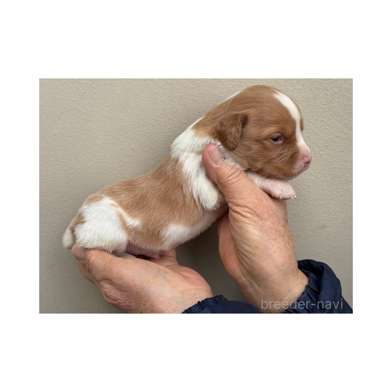 販売中の滋賀県のブリタニースパニエル-444147の3枚目