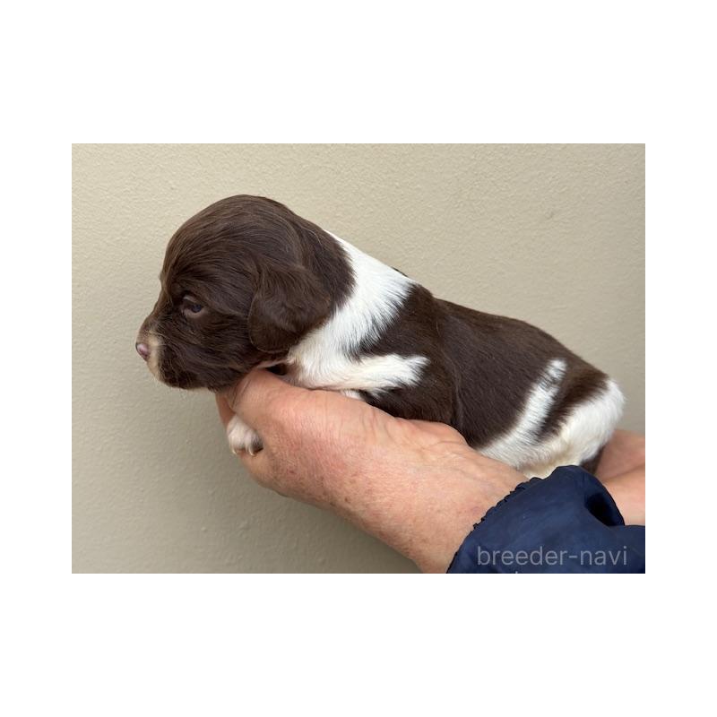 販売中の滋賀県のブリタニースパニエル-444149の4枚目