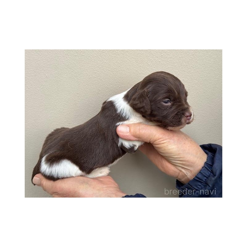 販売中の滋賀県のブリタニースパニエル-444149の3枚目