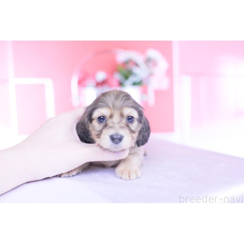 販売中の愛知県のカニンヘンダックスフンド(ロングヘアード)-444151の7枚目