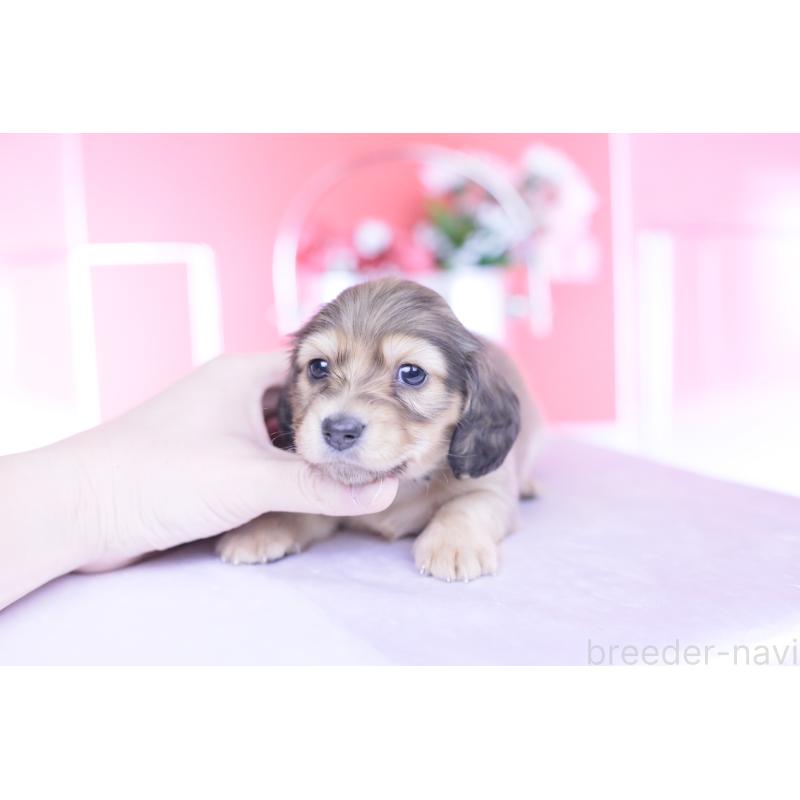 販売中の愛知県のカニンヘンダックスフンド(ロングヘアード)-444151の6枚目