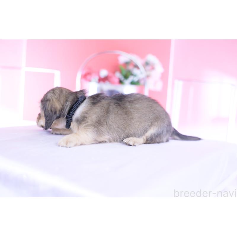 販売中の愛知県のカニンヘンダックスフンド(ロングヘアード)-444151の2枚目