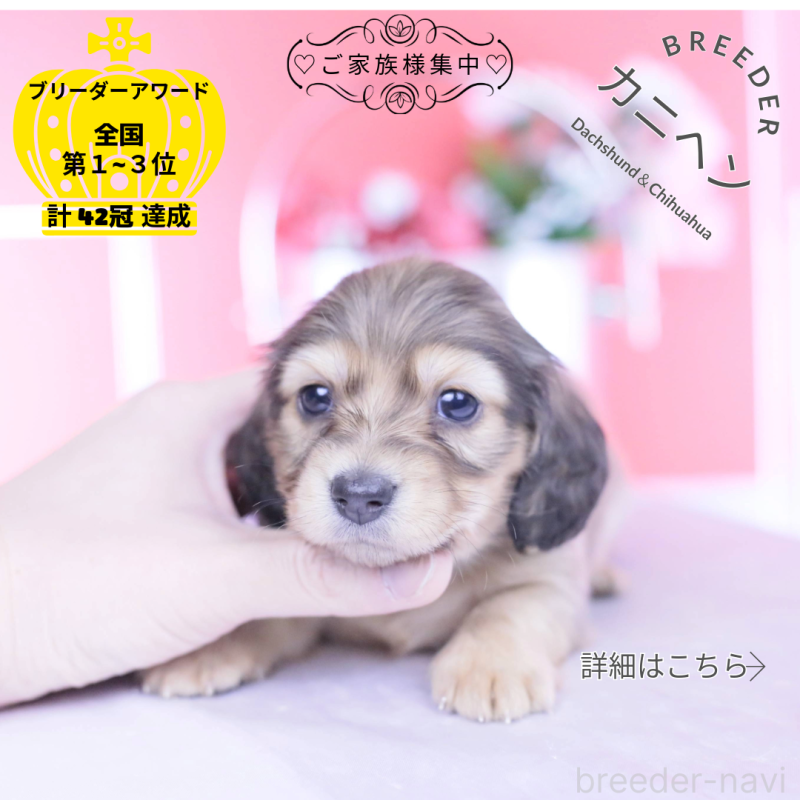 販売中の愛知県のカニンヘンダックスフンド(ロングヘアード)-444151