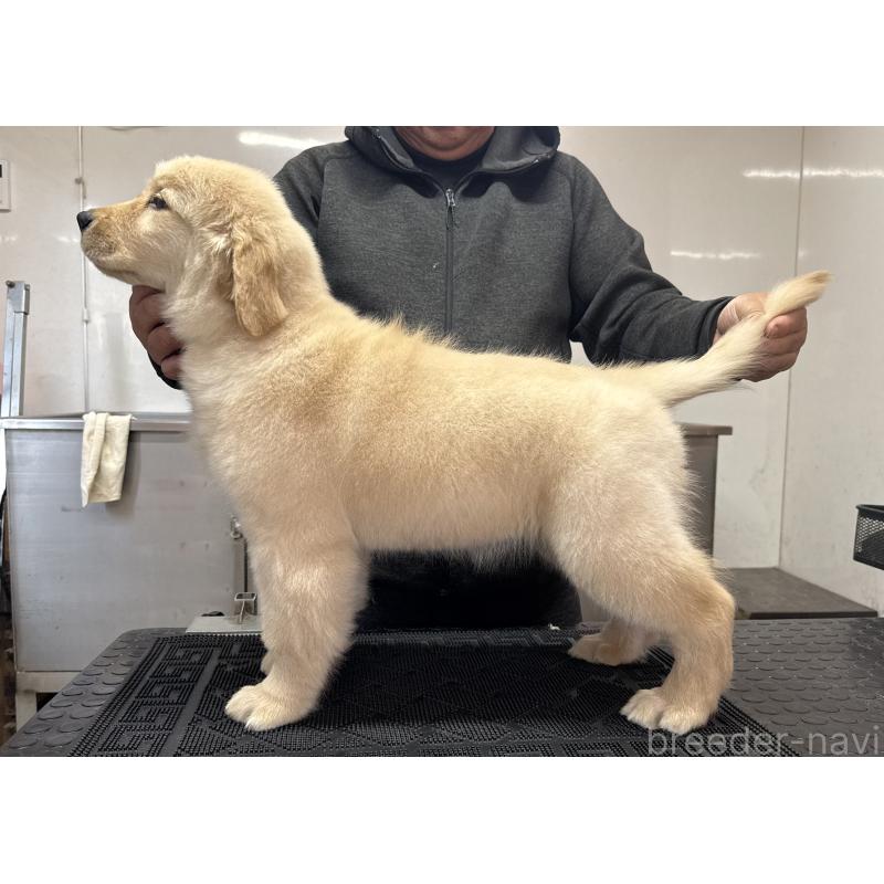 販売中の三重県のゴールデンレトリーバー-444154の3枚目