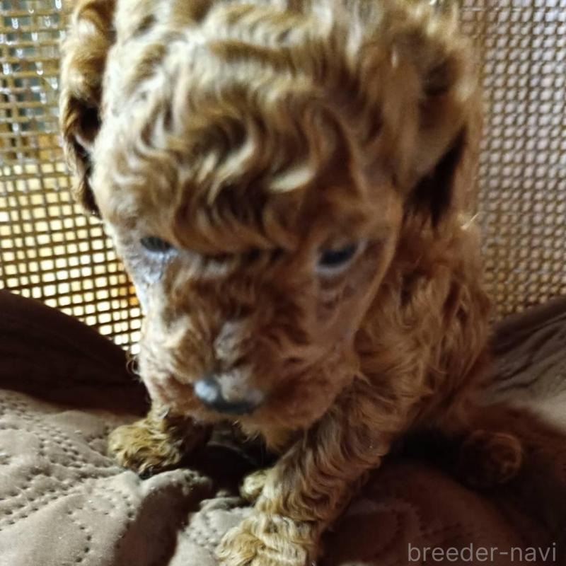 販売中の愛媛県のトイプードル-444153の1枚目