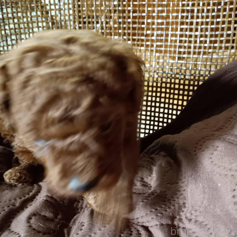 販売中の愛媛県のトイプードル-444153の4枚目