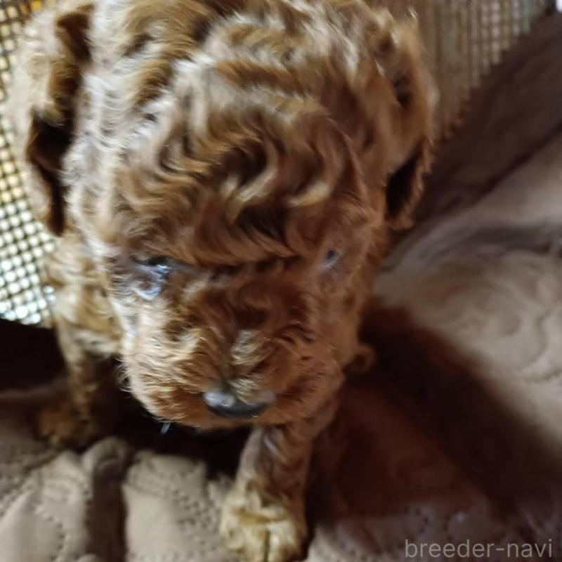 販売中の愛媛県のトイプードル-444153の3枚目