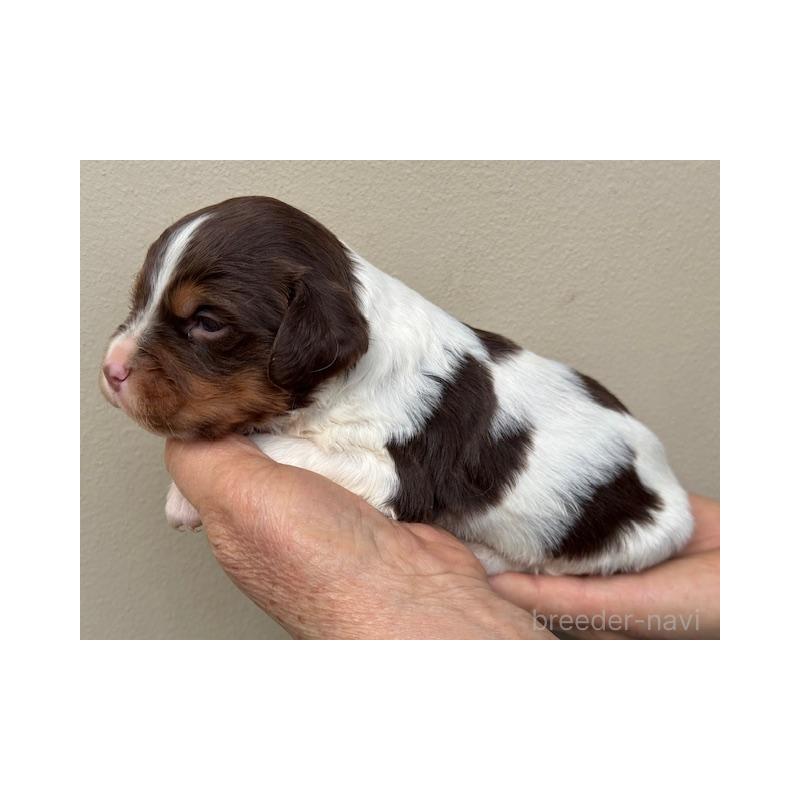 販売中の滋賀県のブリタニースパニエル-444152の4枚目