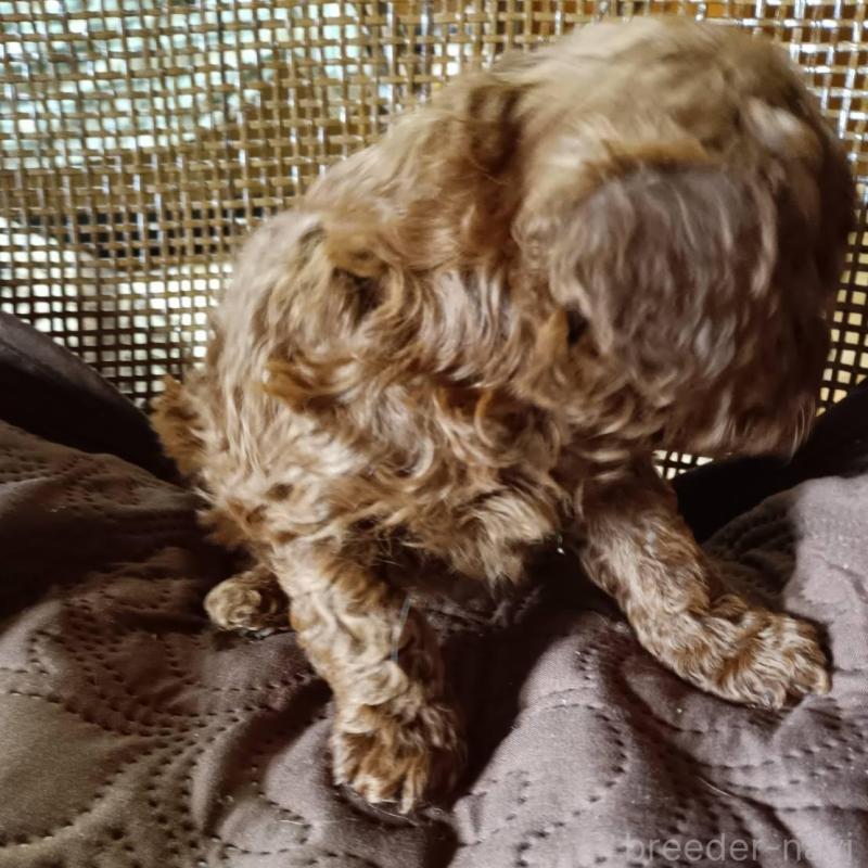 販売中の愛媛県のトイプードル-444153の2枚目