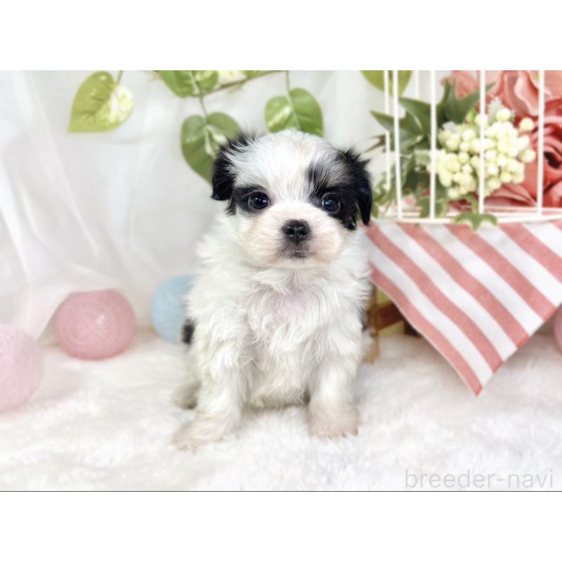 販売中の滋賀県のチワマル:チワワ×マルチーズ-444156の4枚目