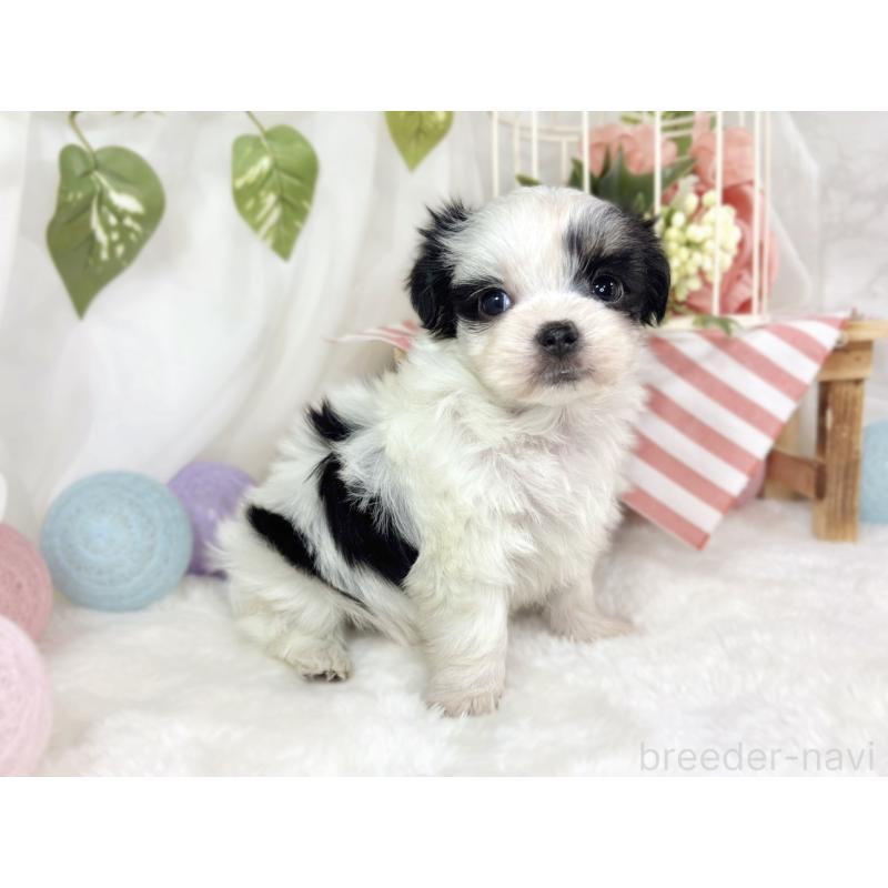 販売中の滋賀県のチワマル:チワワ×マルチーズ-444156の3枚目