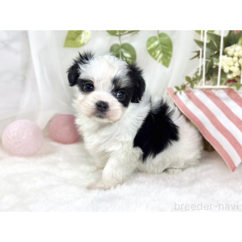 販売中の滋賀県のチワマル:チワワ×マルチーズ-444156の2枚目