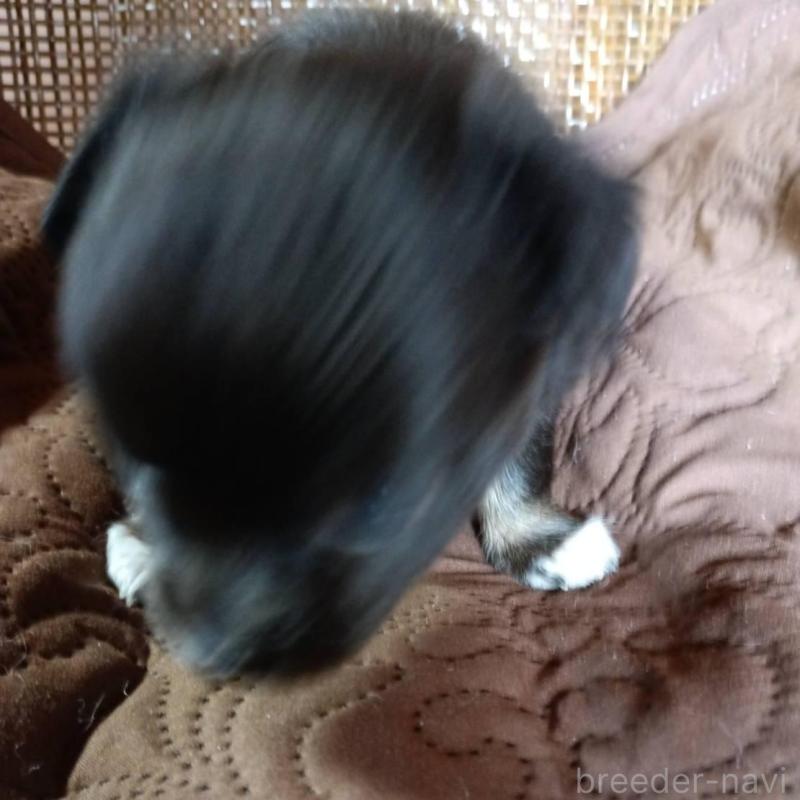 販売中の愛媛県のチワワ(ロングコート)-444157の2枚目