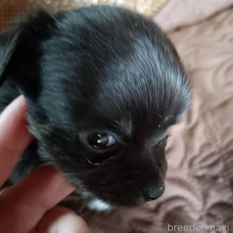 販売中の愛媛県のチワワ(ロングコート)-444157の1枚目