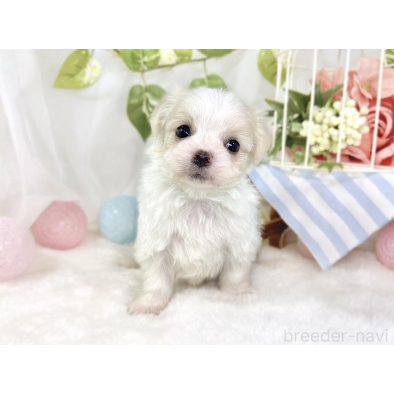 販売中の滋賀県のチワマル:チワワ×マルチーズ-444158の4枚目