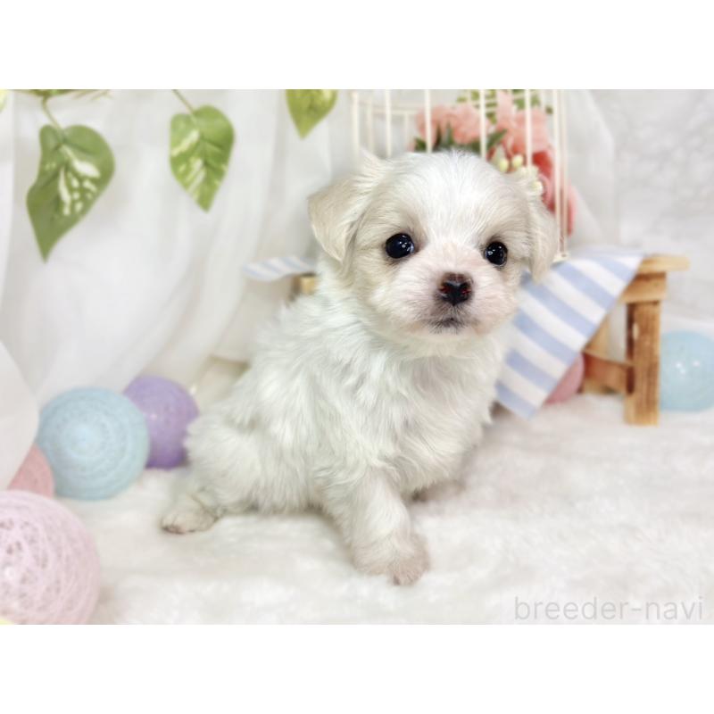 販売中の滋賀県のチワマル:チワワ×マルチーズ-444158の3枚目