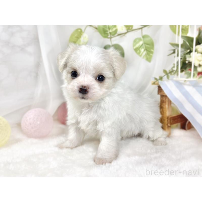 販売中の滋賀県のチワマル:チワワ×マルチーズ-444158の2枚目