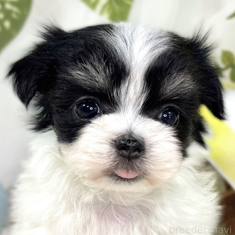 販売中の滋賀県のチワマル:チワワ×マルチーズ-444160