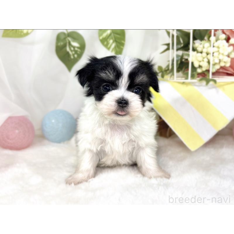 販売中の滋賀県のチワマル:チワワ×マルチーズ-444160の4枚目