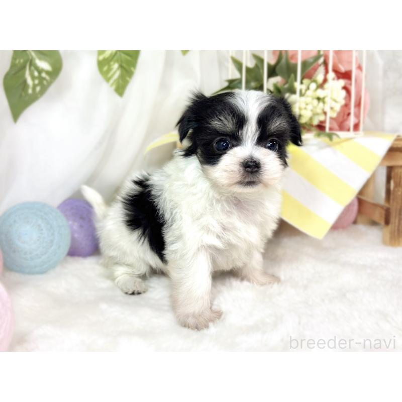 販売中の滋賀県のチワマル:チワワ×マルチーズ-444160の3枚目