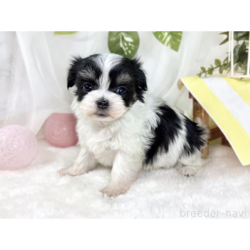 販売中の滋賀県のチワマル:チワワ×マルチーズ-444160の2枚目