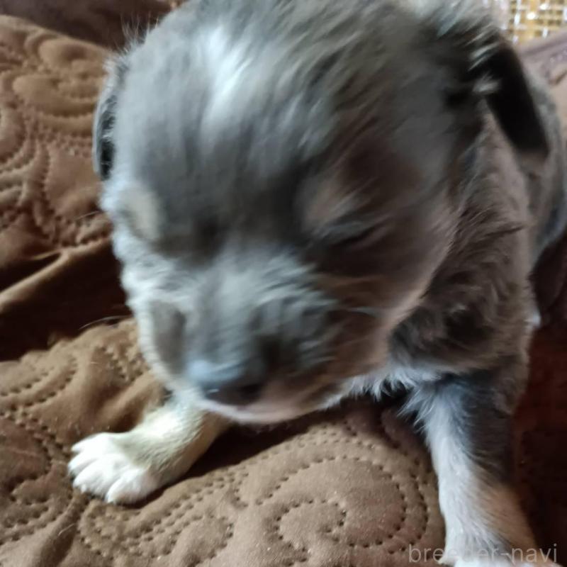 販売中の愛媛県のチワワ(ロングコート)-444159の4枚目