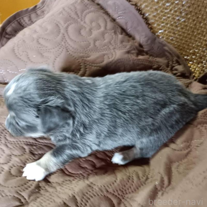 販売中の愛媛県のチワワ(ロングコート)-444159の3枚目