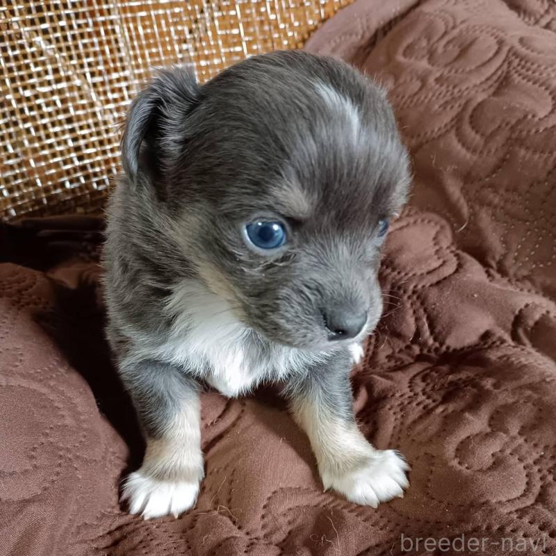 販売中の愛媛県のチワワ(ロングコート)-444159