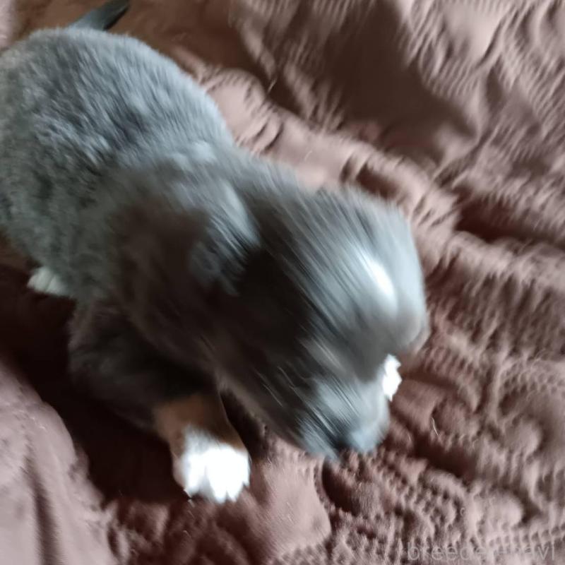 販売中の愛媛県のチワワ(ロングコート)-444159の2枚目