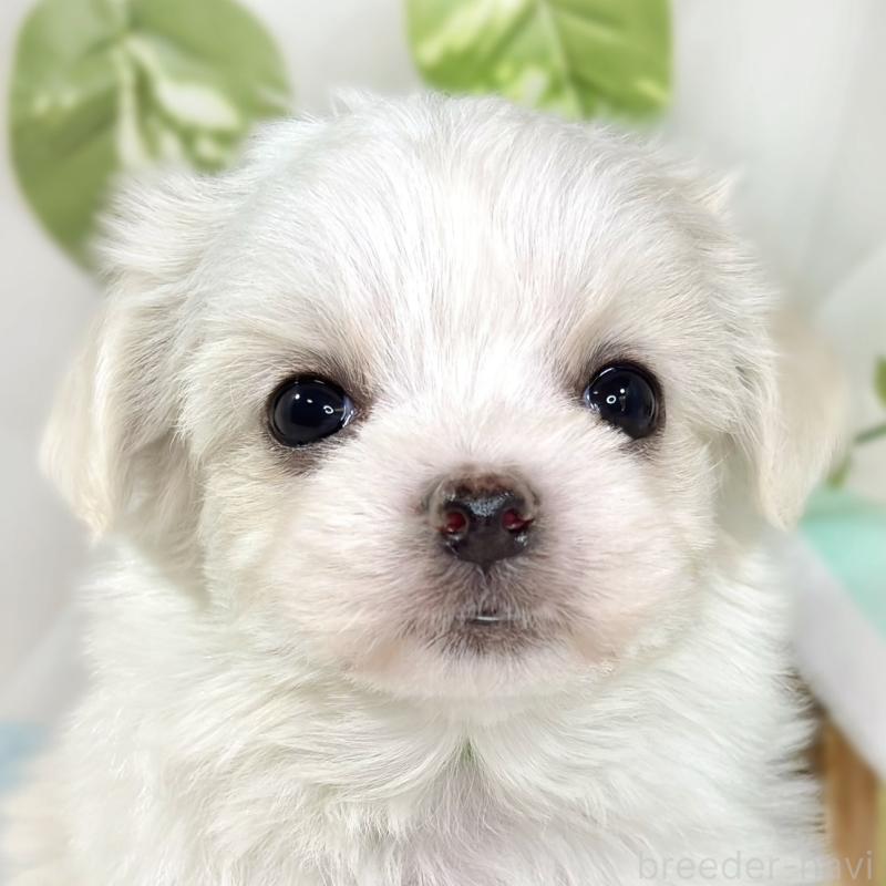 販売中の滋賀県のチワマル:チワワ×マルチーズ-444161