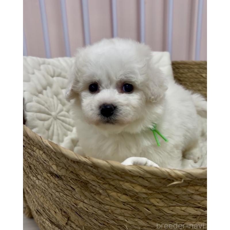 販売中の滋賀県のビションフリーゼ-444162の3枚目