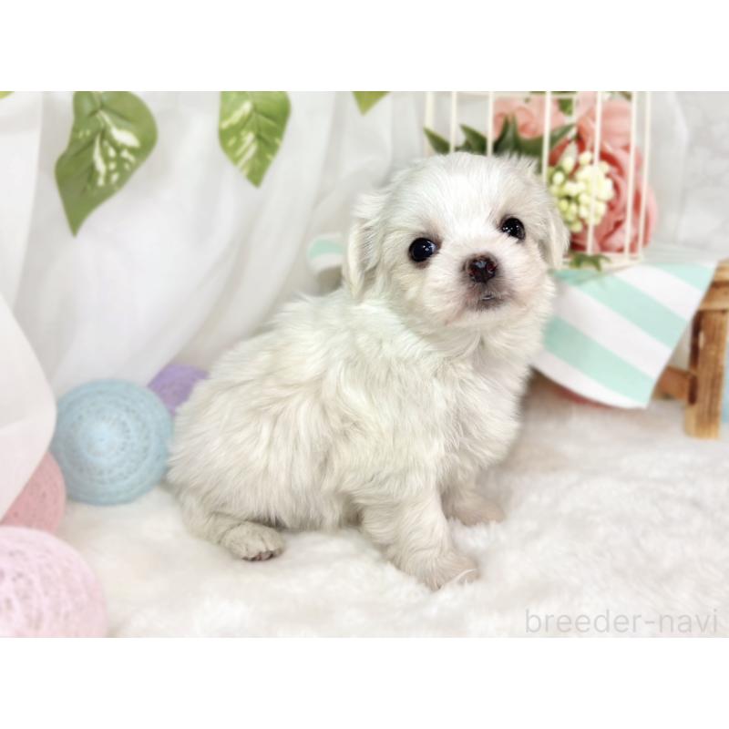 販売中の滋賀県のチワマル:チワワ×マルチーズ-444161の3枚目