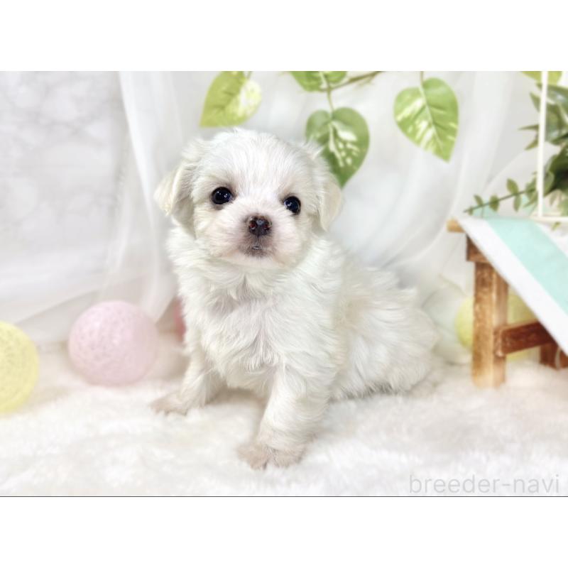 販売中の滋賀県のチワマル:チワワ×マルチーズ-444161の2枚目