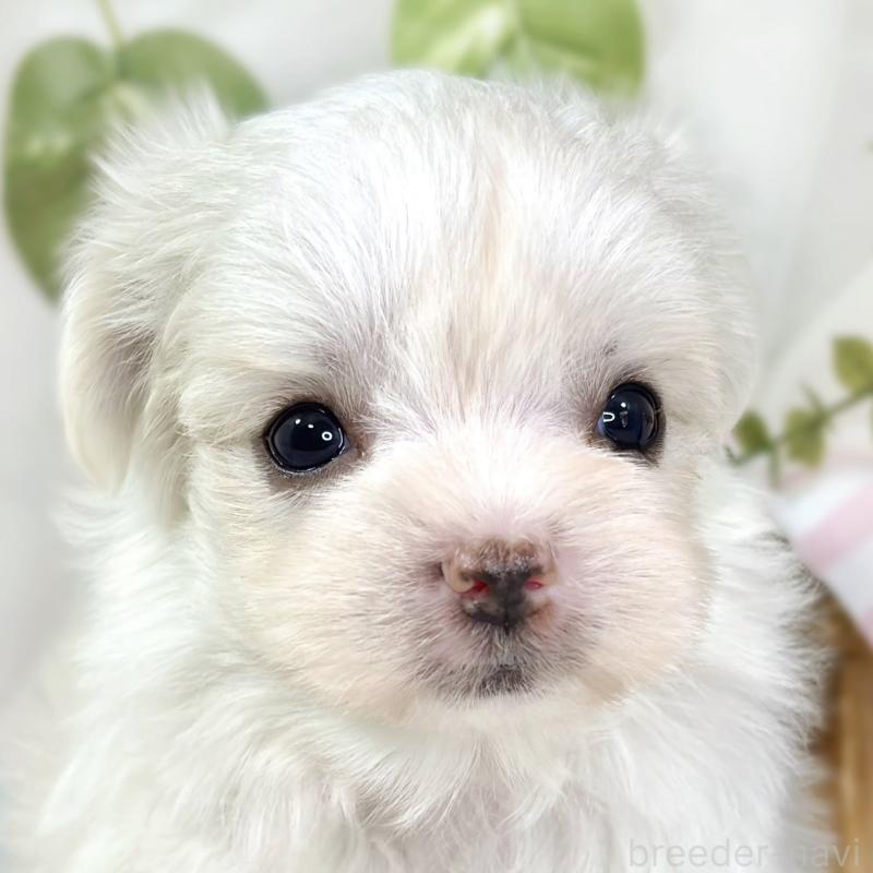 販売中の滋賀県のチワマル:チワワ×マルチーズ-444163の1枚目