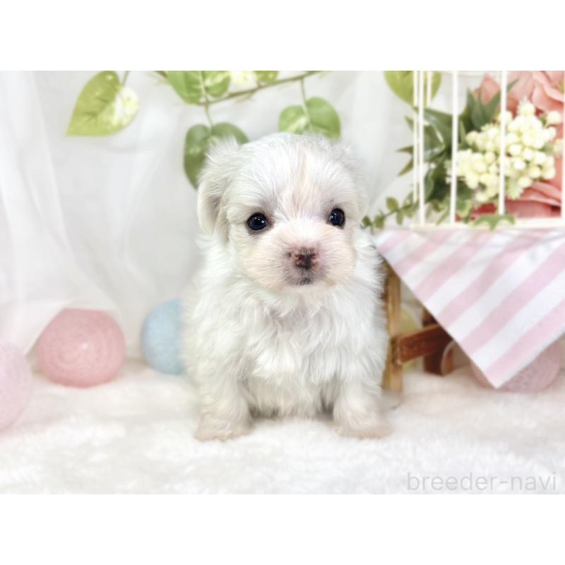 販売中の滋賀県のチワマル:チワワ×マルチーズ-444163の4枚目