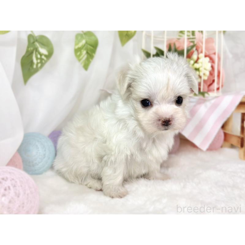 販売中の滋賀県のチワマル:チワワ×マルチーズ-444163の3枚目