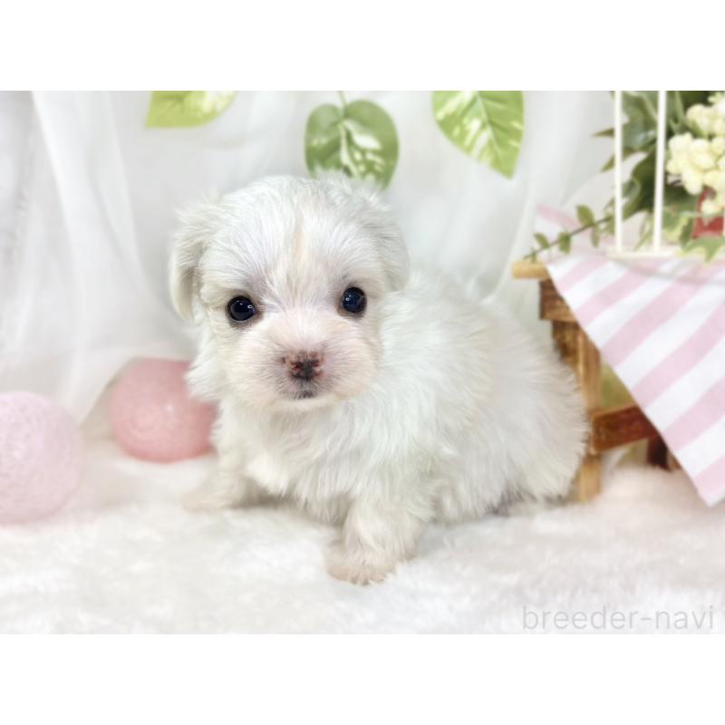 販売中の滋賀県のチワマル:チワワ×マルチーズ-444163の2枚目