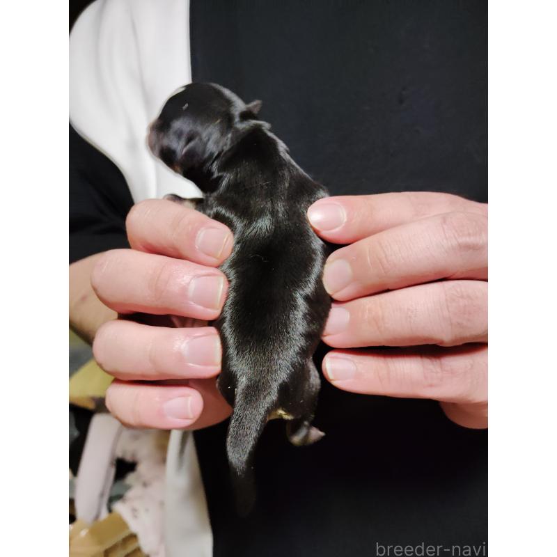 販売中の静岡県のチワワ(スムースコート)-444165の3枚目