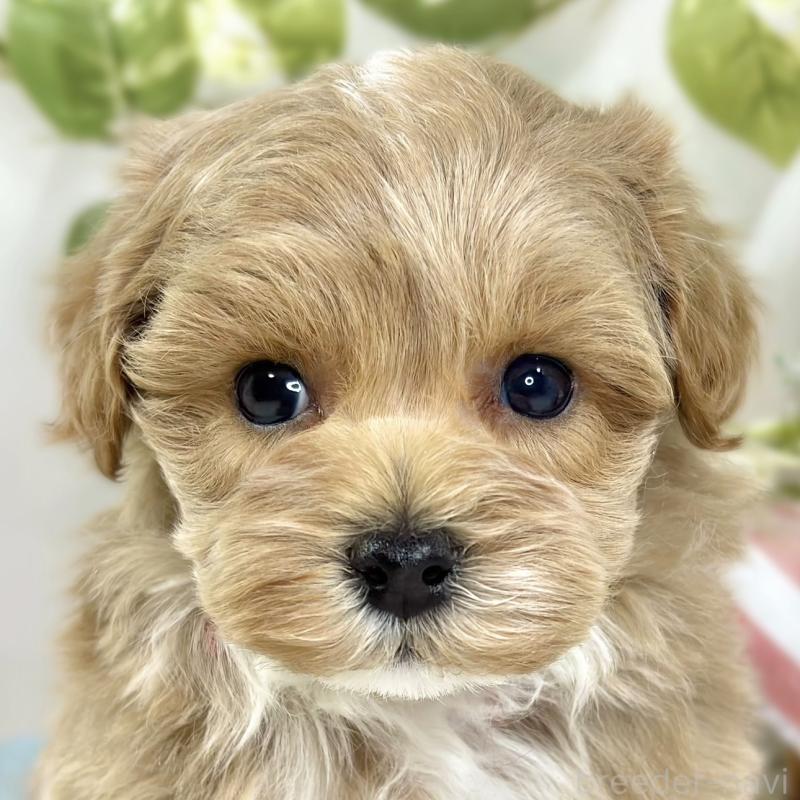 販売中の滋賀県のマルプー:マルチーズ×トイプードル-444164の1枚目