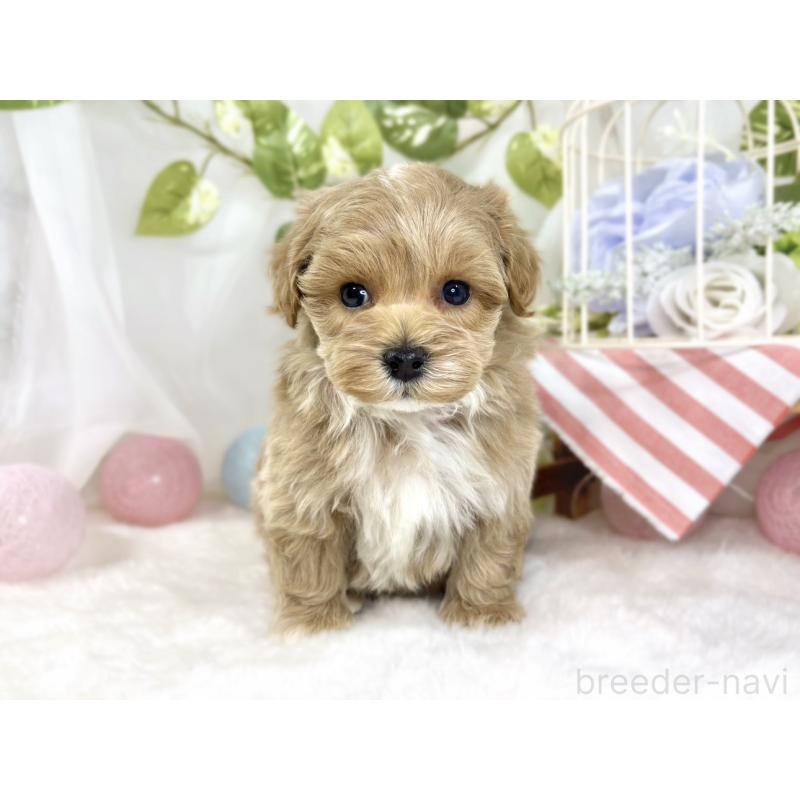 販売中の滋賀県のマルプー:マルチーズ×トイプードル-444164の4枚目