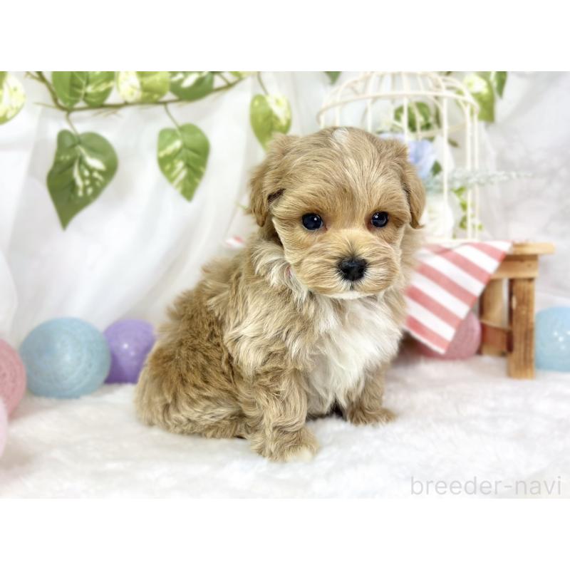 販売中の滋賀県のマルプー:マルチーズ×トイプードル-444164の3枚目