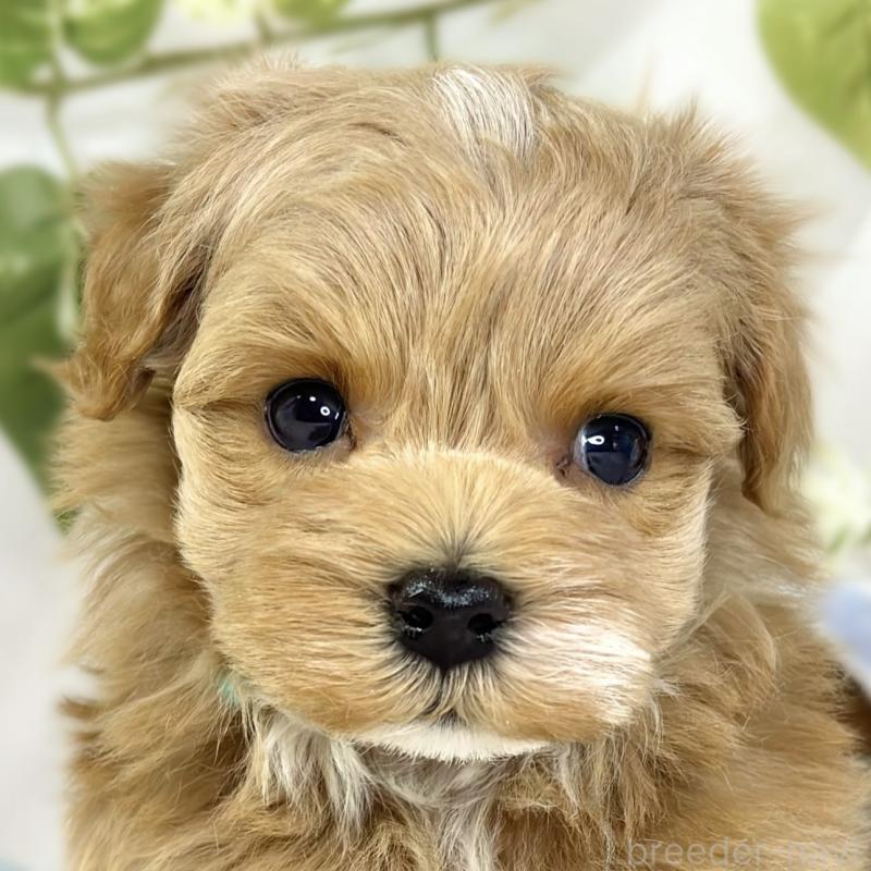 販売中の滋賀県のマルプー:マルチーズ×トイプードル-444166