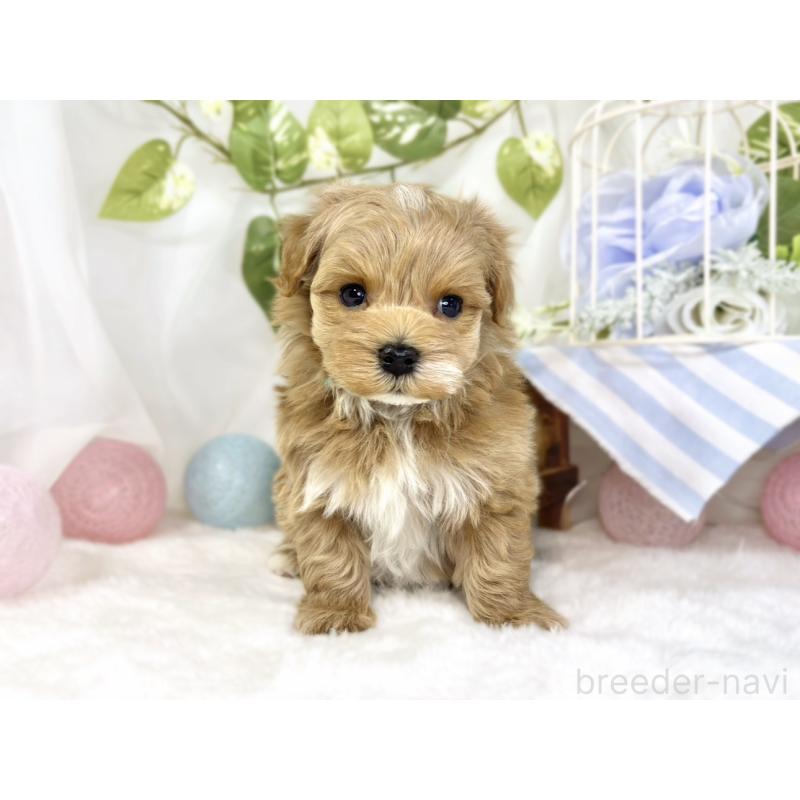 販売中の滋賀県のマルプー:マルチーズ×トイプードル-444166の4枚目