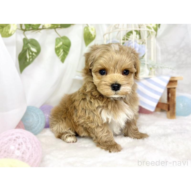 販売中の滋賀県のマルプー:マルチーズ×トイプードル-444166の3枚目