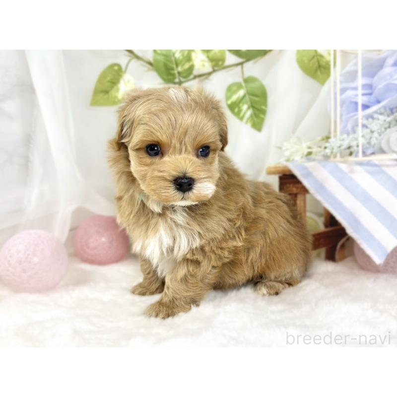 販売中の滋賀県のマルプー:マルチーズ×トイプードル-444166の2枚目